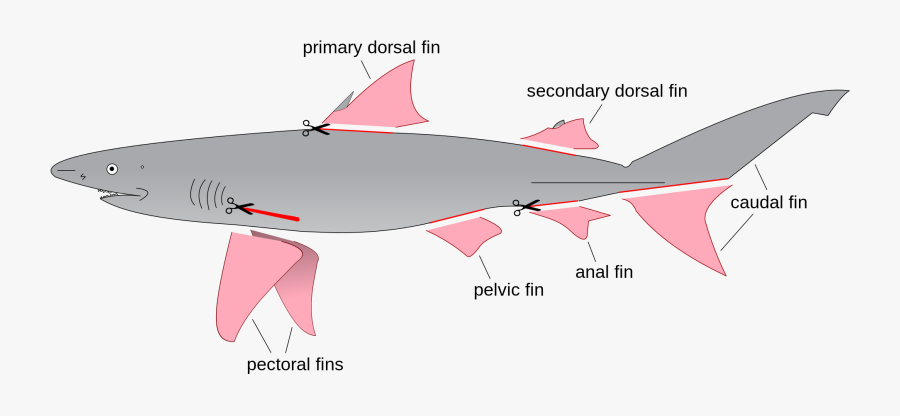 Shark Finning, Transparent Clipart