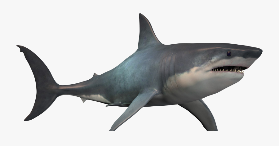 Shark Png Pic - Shark Png, Transparent Clipart