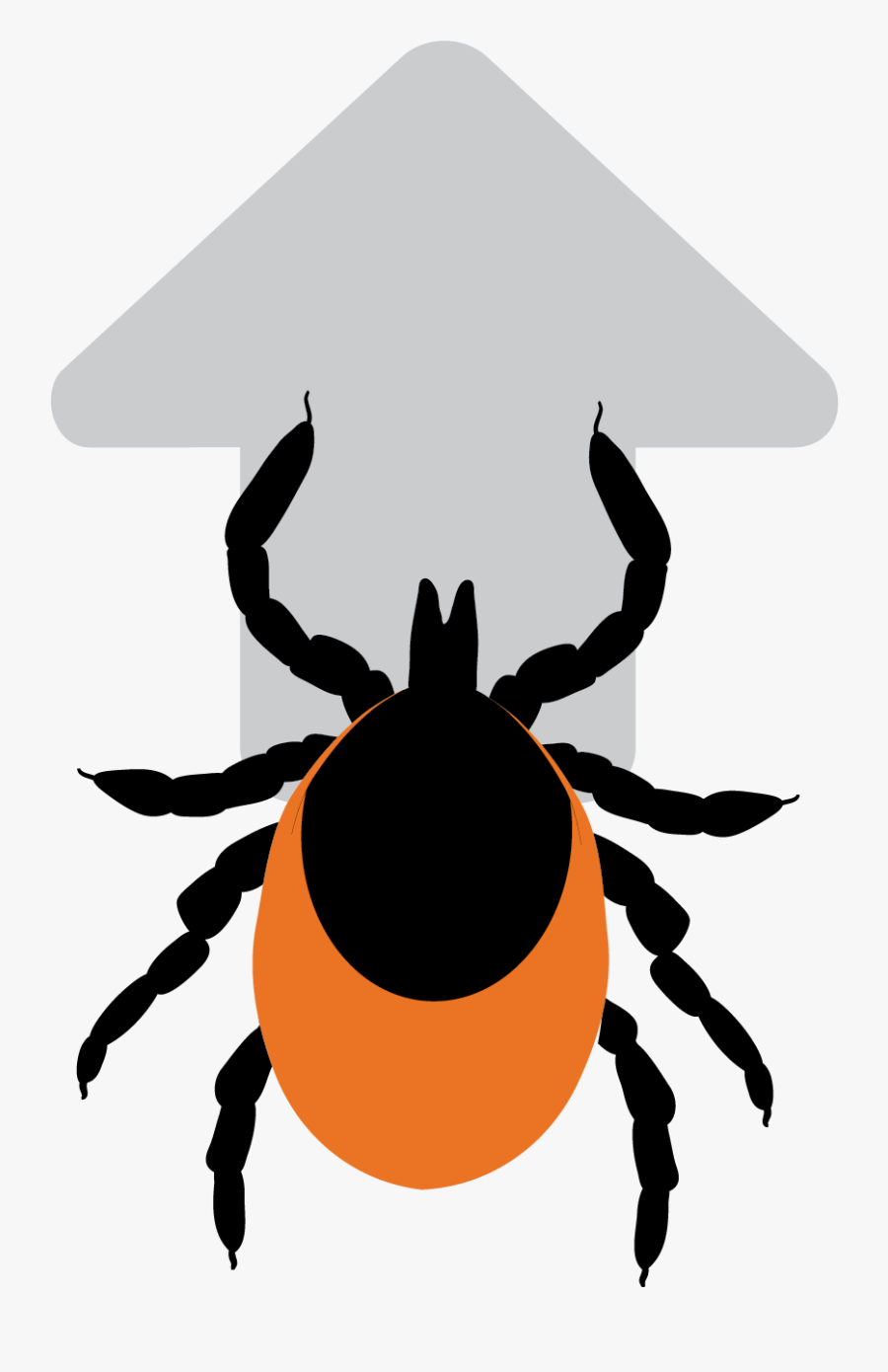 Mosquito Clipart Prevention Disease - Weevil, Transparent Clipart