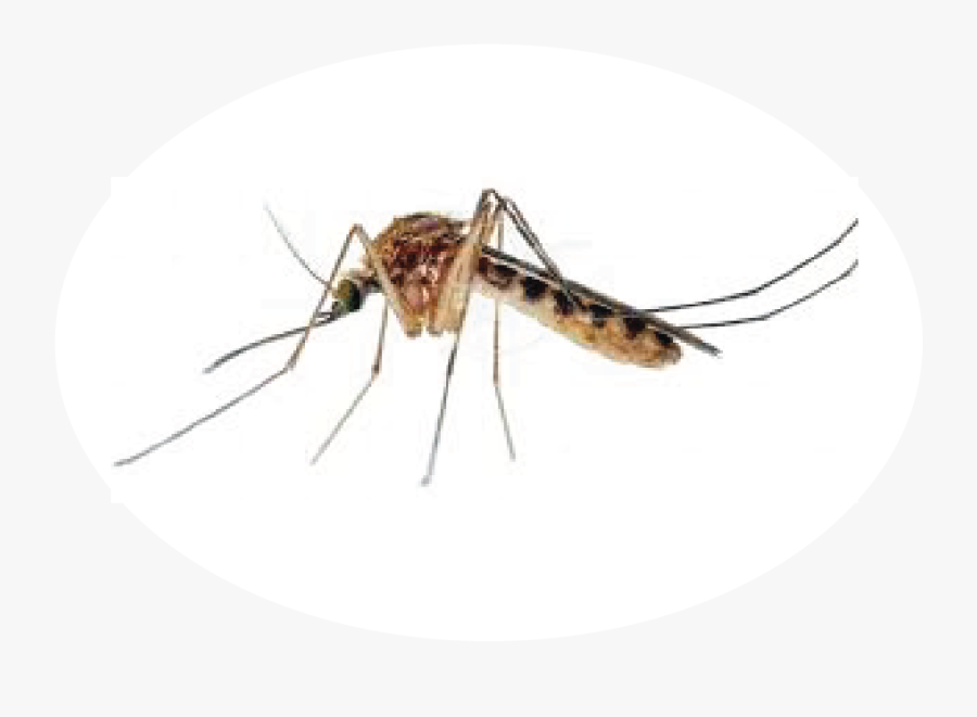 Transparent House Fly Png - Wyeomyia Mosquito, Transparent Clipart