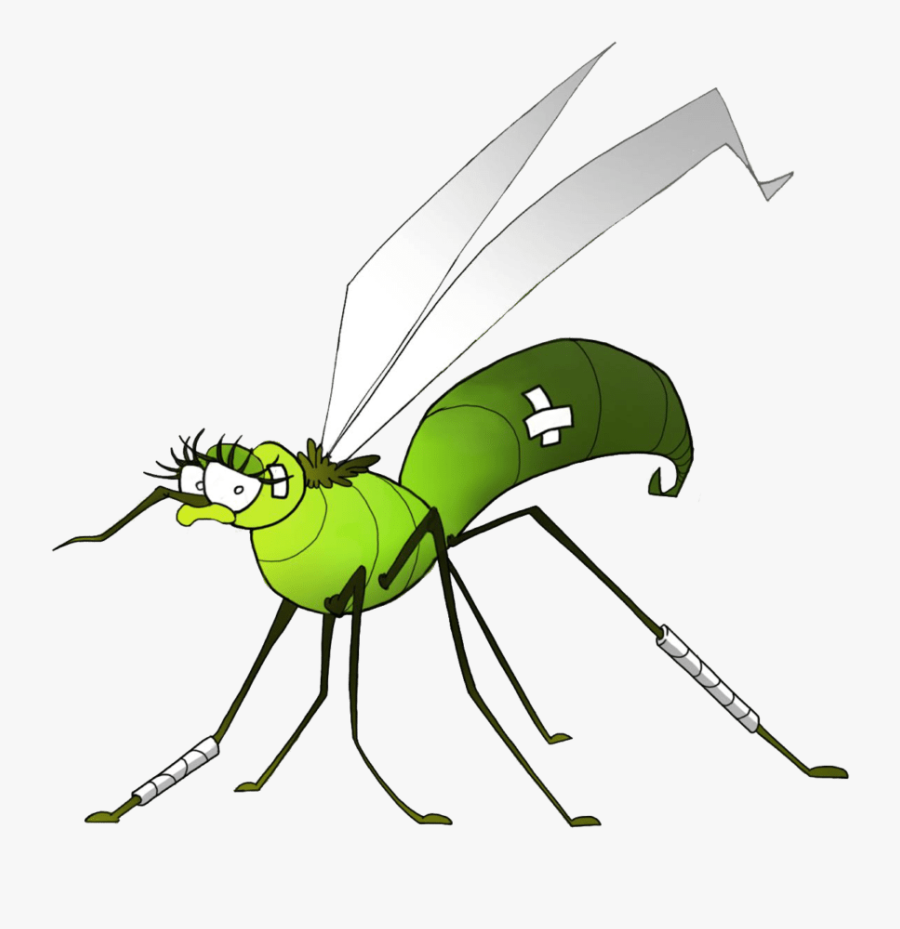 Net-winged Insects, Transparent Clipart