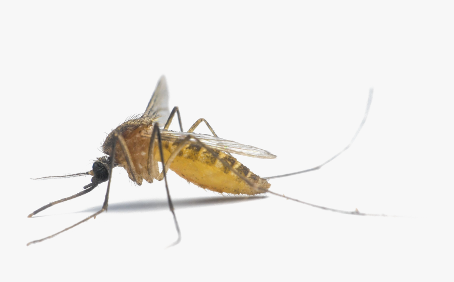 Mosquito, Transparent Clipart