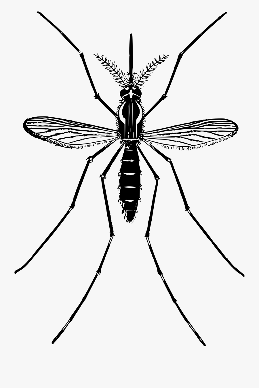 Mosquito Clipart Svg - Clipart Picture Of Mosquito, Transparent Clipart