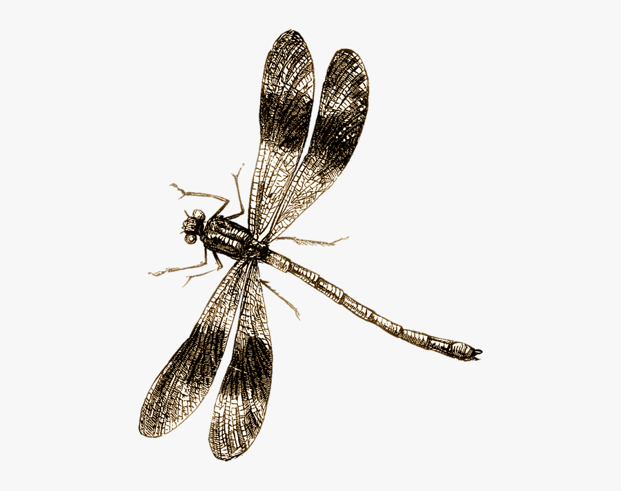 Dragonfly Png Image - Dragon Fly Png, Transparent Clipart