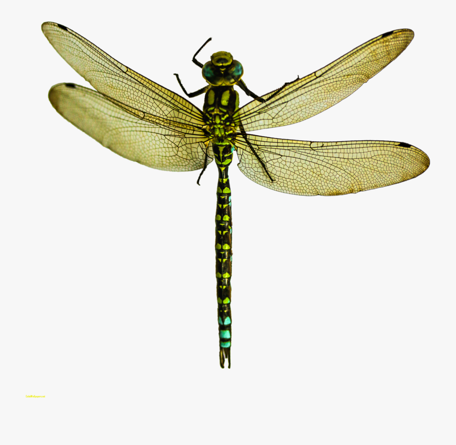 A Dragonfly Wing Pterygota What Is An - Portable Network Graphics, Transparent Clipart