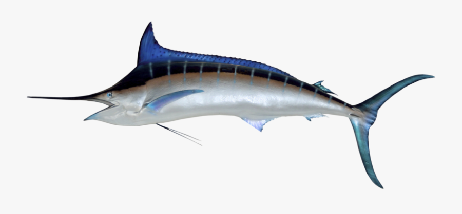 Picture Freeuse Barracuda Drawing Predator Fish - Marlin Png, Transparent Clipart
