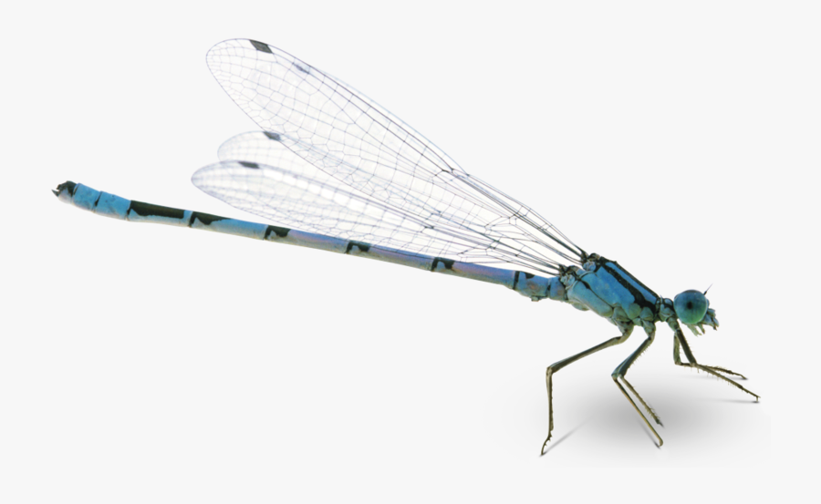 Dragon Fly Png Transparent, Transparent Clipart