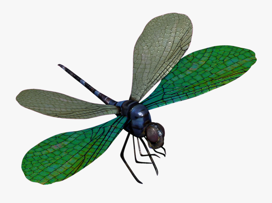 Download Dragonfly Transparent Png For Designing Projects - Dragon Fly Png, Transparent Clipart