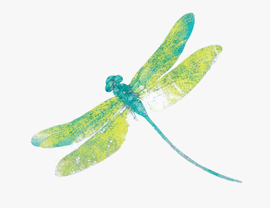 Download Dragonfly Png Free Download For Designing - Dragonfly Png, Transparent Clipart