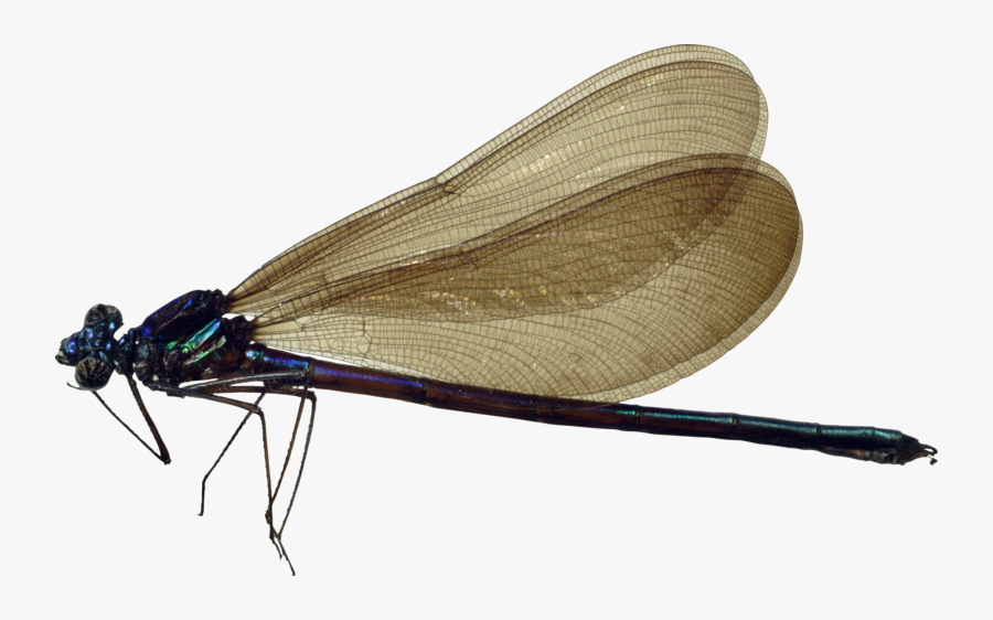 Transparent Dragonfly Png - Dragon Fly Png, Transparent Clipart