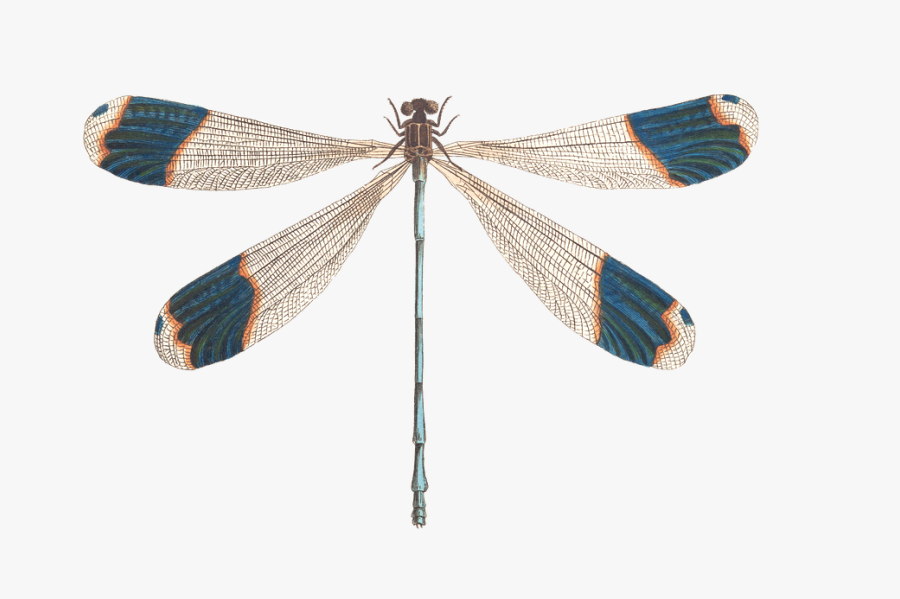 Know The Ones Who Love Us Will Miss Us, Transparent Clipart