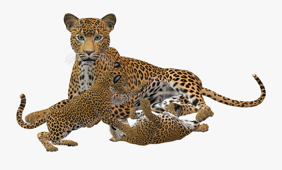 Cheetah Png Black And White, Transparent Clipart