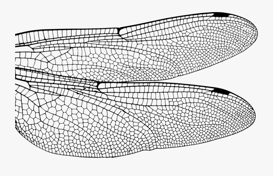 Dragonfly, Wing, Bug, Insect, Fly, Nature, Damselfly - Close Up Dragonfly Wings, Transparent Clipart
