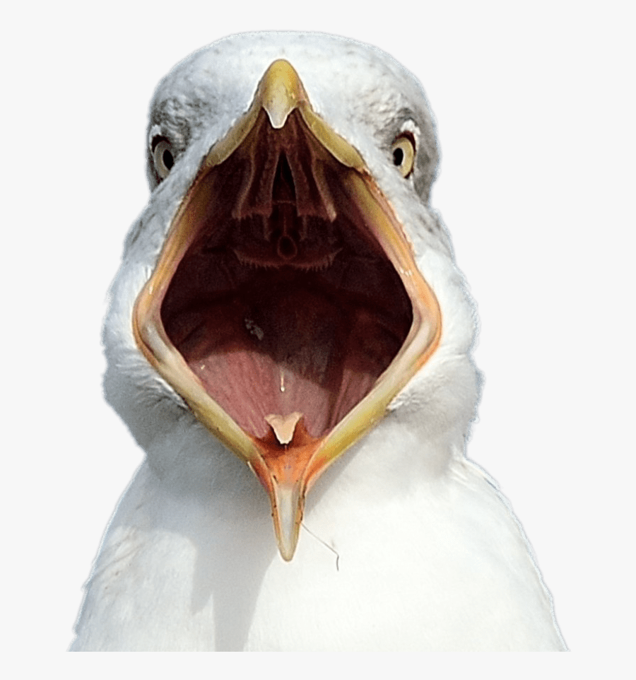 Seagull Open Beak - Vicious Seagulls, Transparent Clipart
