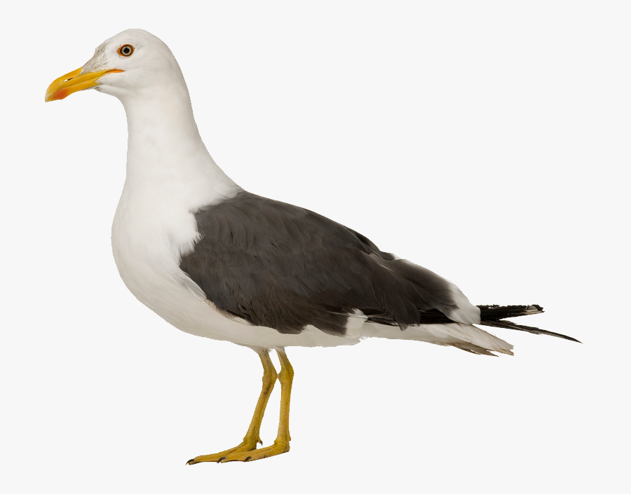 Gull Png - Seagull Clipart On Transparent Background, Transparent Clipart