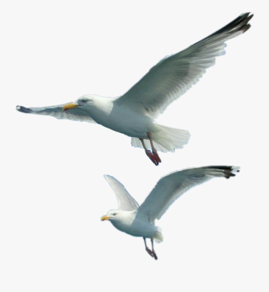 European Herring Gull - Seagulls Png, Transparent Clipart