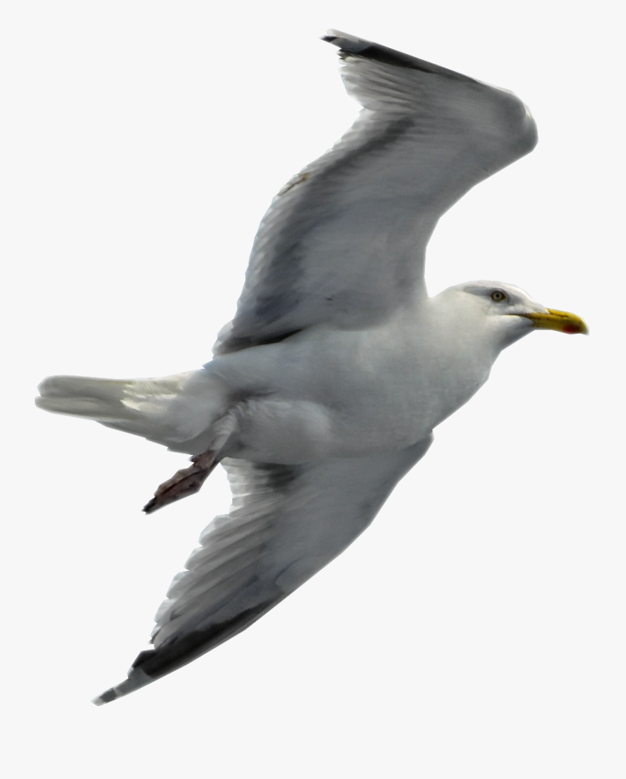 Seagull Flying Transparent Background, Transparent Clipart