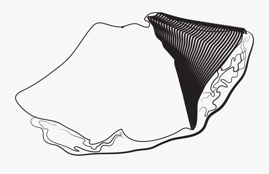 Sketch, Transparent Clipart