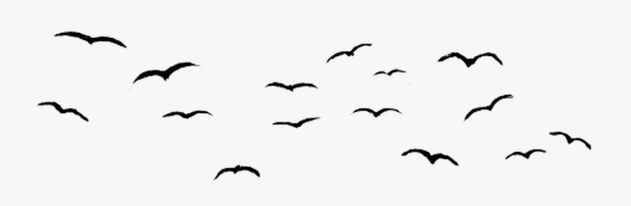 #birdsticker #flock Sticker #seagulls #flock #birds, Transparent Clipart
