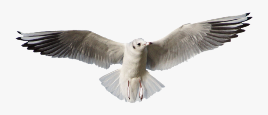 #bird #flying #seagull - Gulls, Transparent Clipart