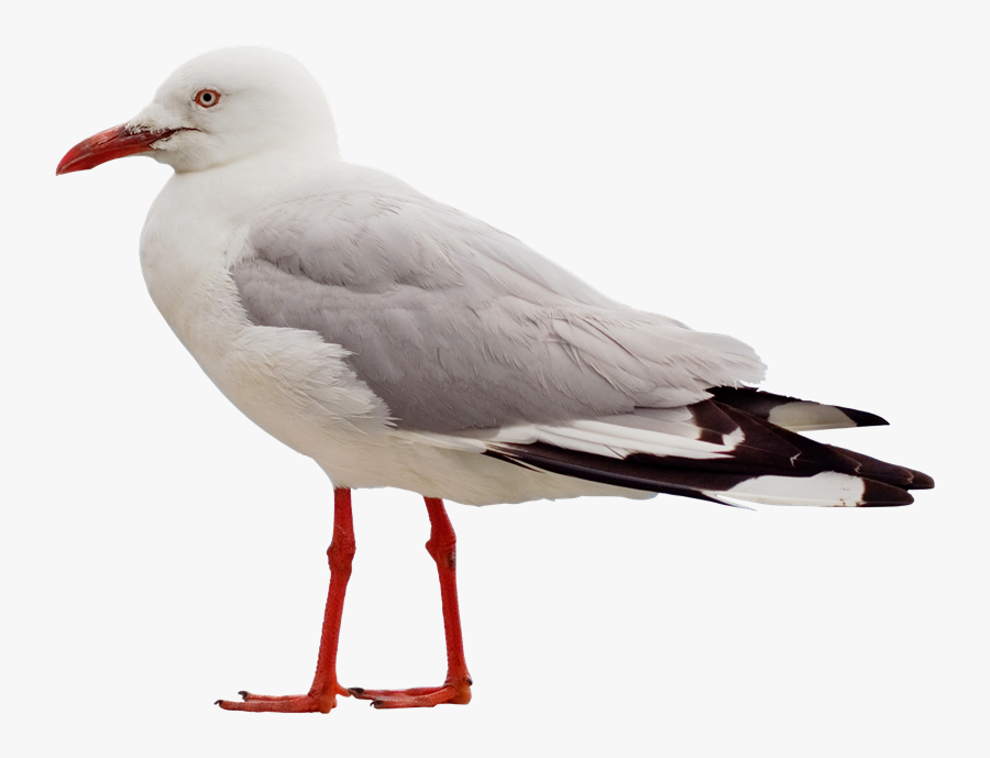 Gull Png - Seagull Side View Png, Transparent Clipart