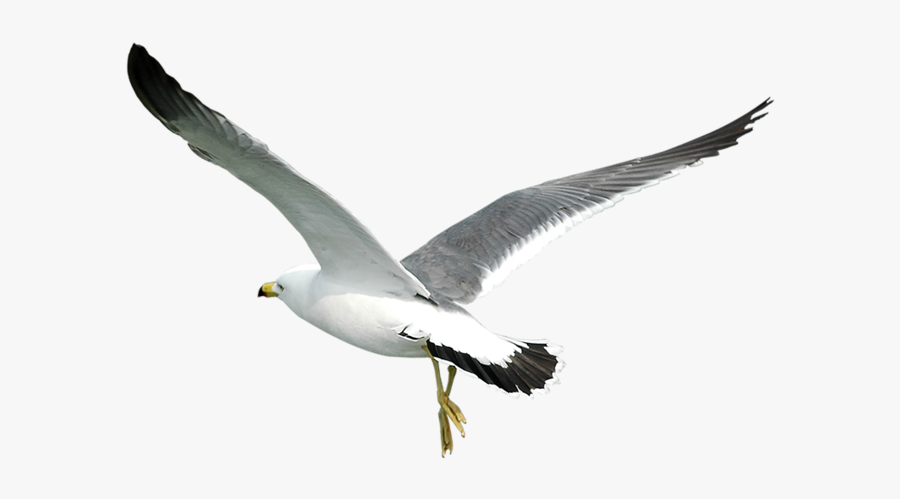 Flock Of Gulls Flying, Transparent Clipart