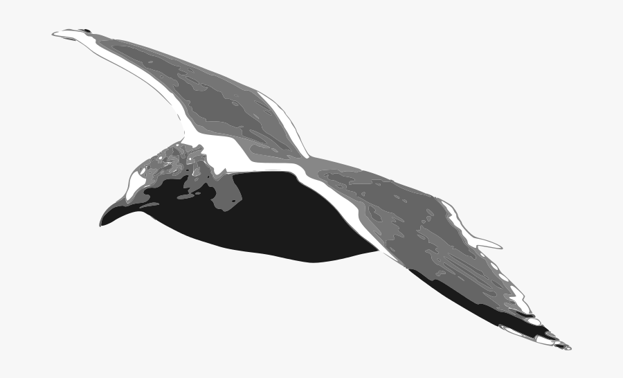 European Herring Gull - Seabird, Transparent Clipart