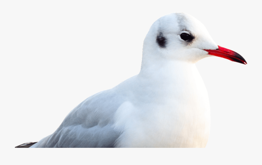 Transparent Seagull Png - Shorebird, Transparent Clipart