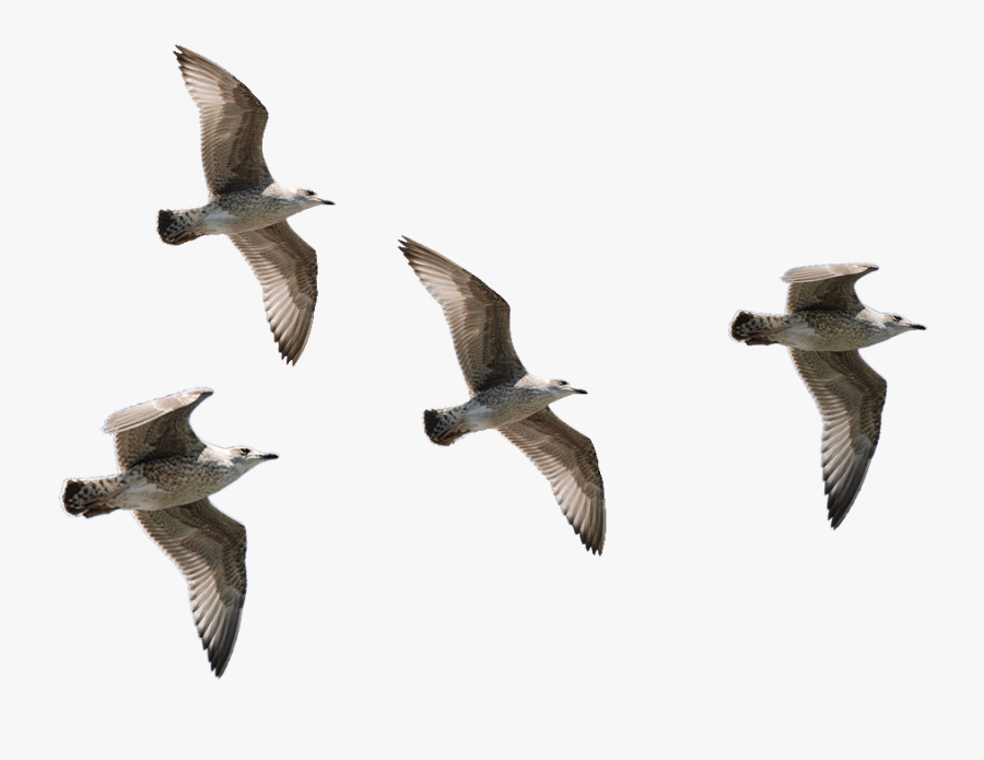 Seagulls Flying Transparent Background Birds No Background - Birds Flying Video Png, Transparent Clipart