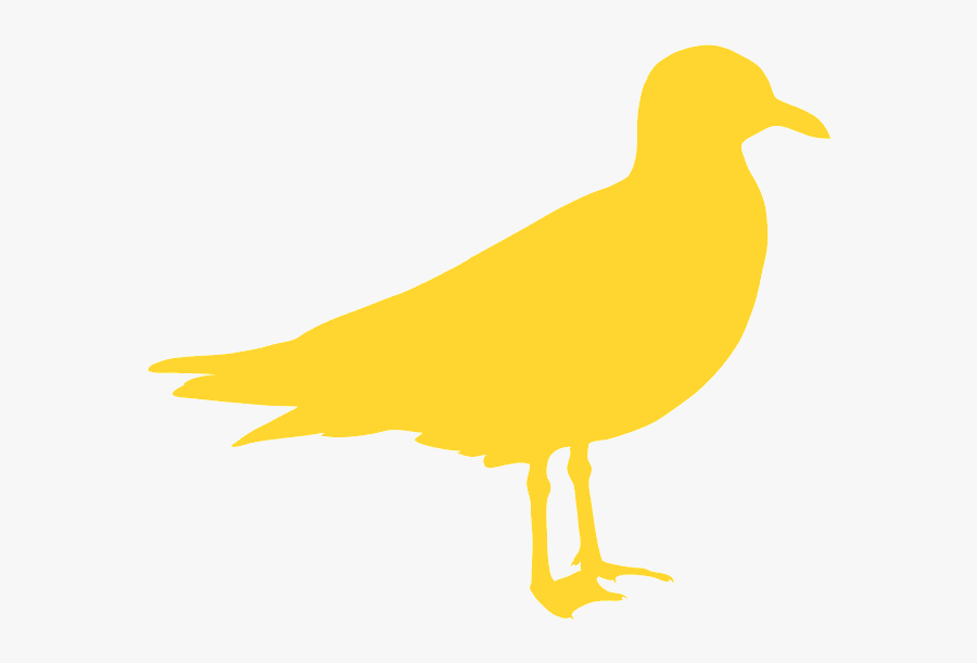 Gull, Transparent Clipart