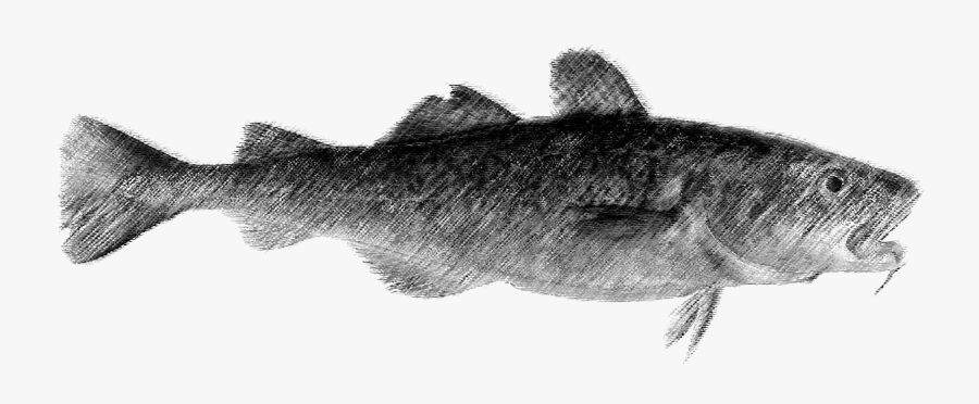 Cod Drawing Murray - Perch, Transparent Clipart