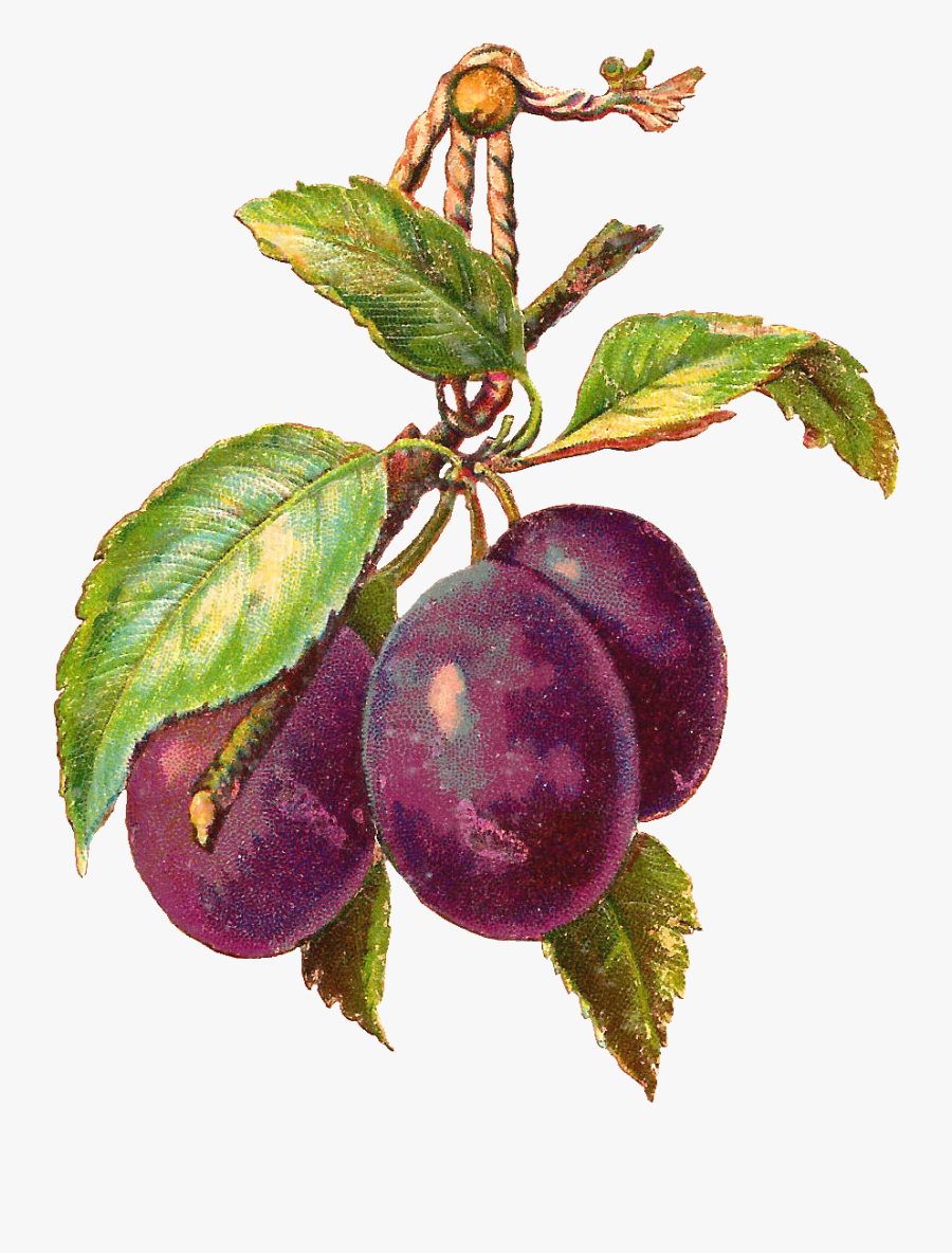 Plums Hangingpng Png - Plum Png, Transparent Clipart