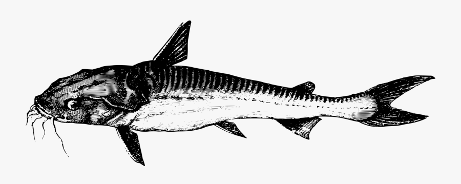 Dyr Ferskvand, Transparent Clipart