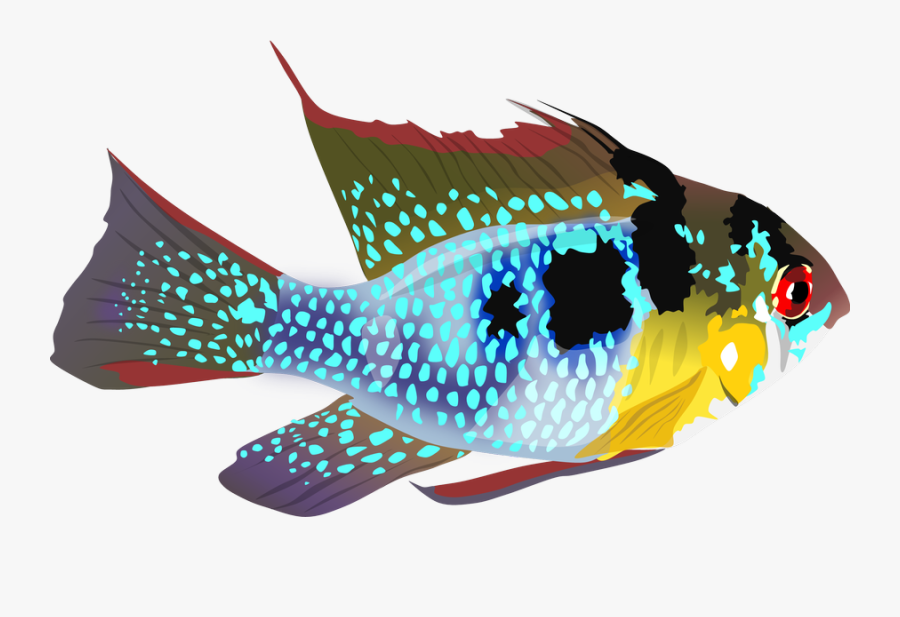 Pomacentridae, Transparent Clipart