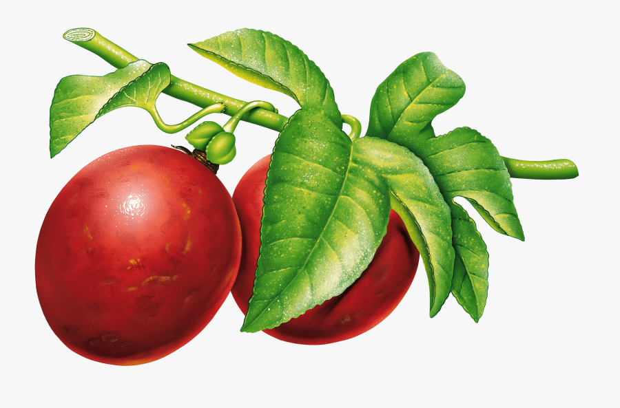 Vintage Plum - Plum Png, Transparent Clipart