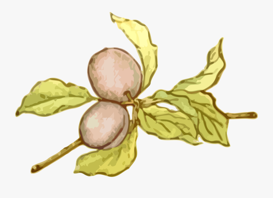 Plant,flower,leaf - Clipart Kostenlos Mirabellen, Transparent Clipart