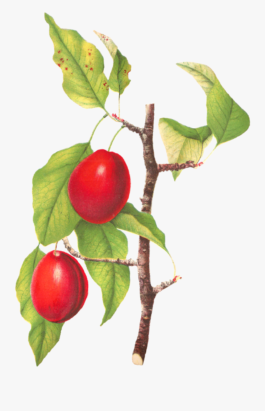 Apple, Transparent Clipart