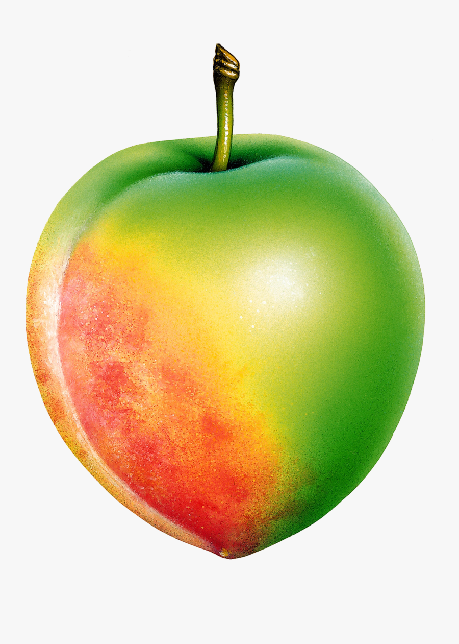 Fruit Clipart , Png Download - Fruit, Transparent Clipart