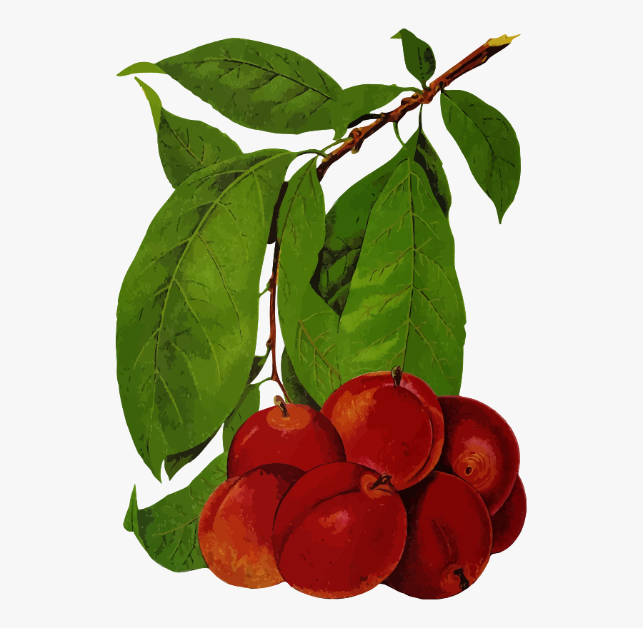 Fruit Tree, Transparent Clipart