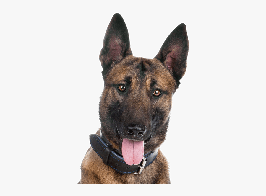 German Shepherd Mutt - Malinois Dog German Shepherd, Transparent Clipart