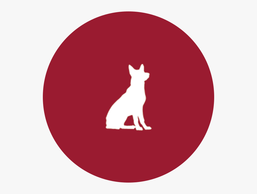 Kangaroo, Transparent Clipart