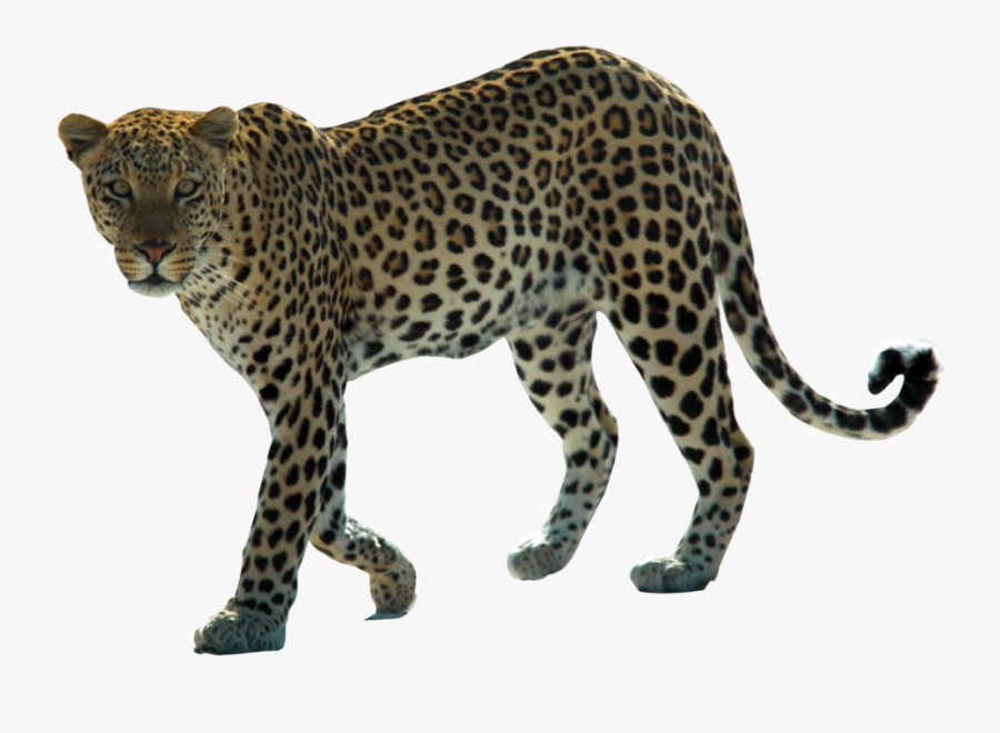 Snow Leopard Arabian Leopard African Leopard Felidae - National Animal Of Yemen, Transparent Clipart