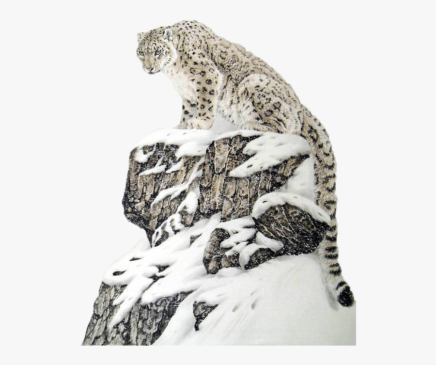 Transparent Cheetah Png - Snow Leopard Beautiful, Transparent Clipart