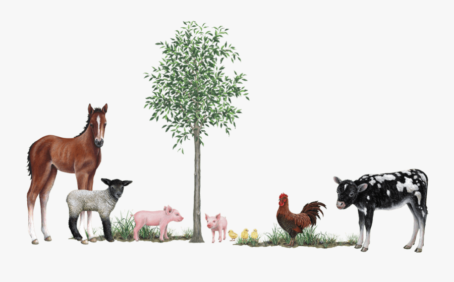 Farm Animals Collection Wall Decals Stickers - Foal Baby Horse Transparent, Transparent Clipart