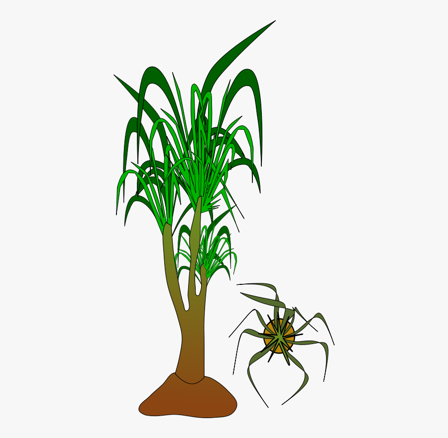 Nolina, Transparent Clipart