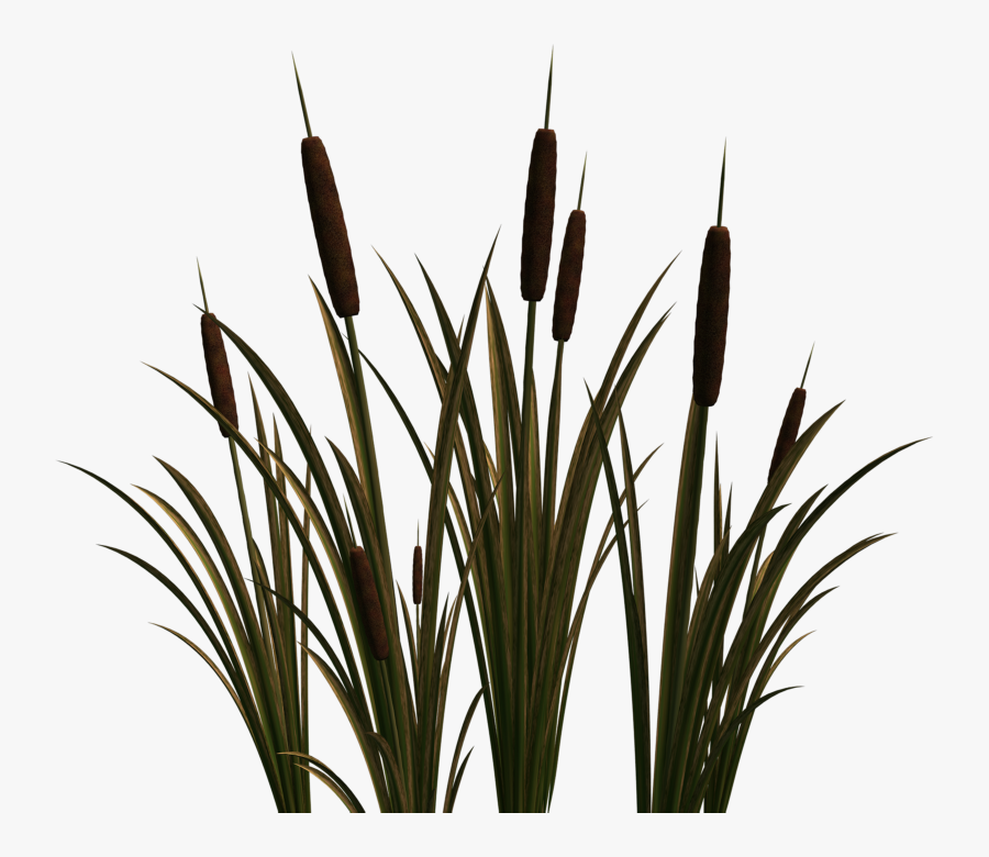 Clip Art Portable Network Graphics Cattail Image Scirpus - Portable Network Graphics, Transparent Clipart