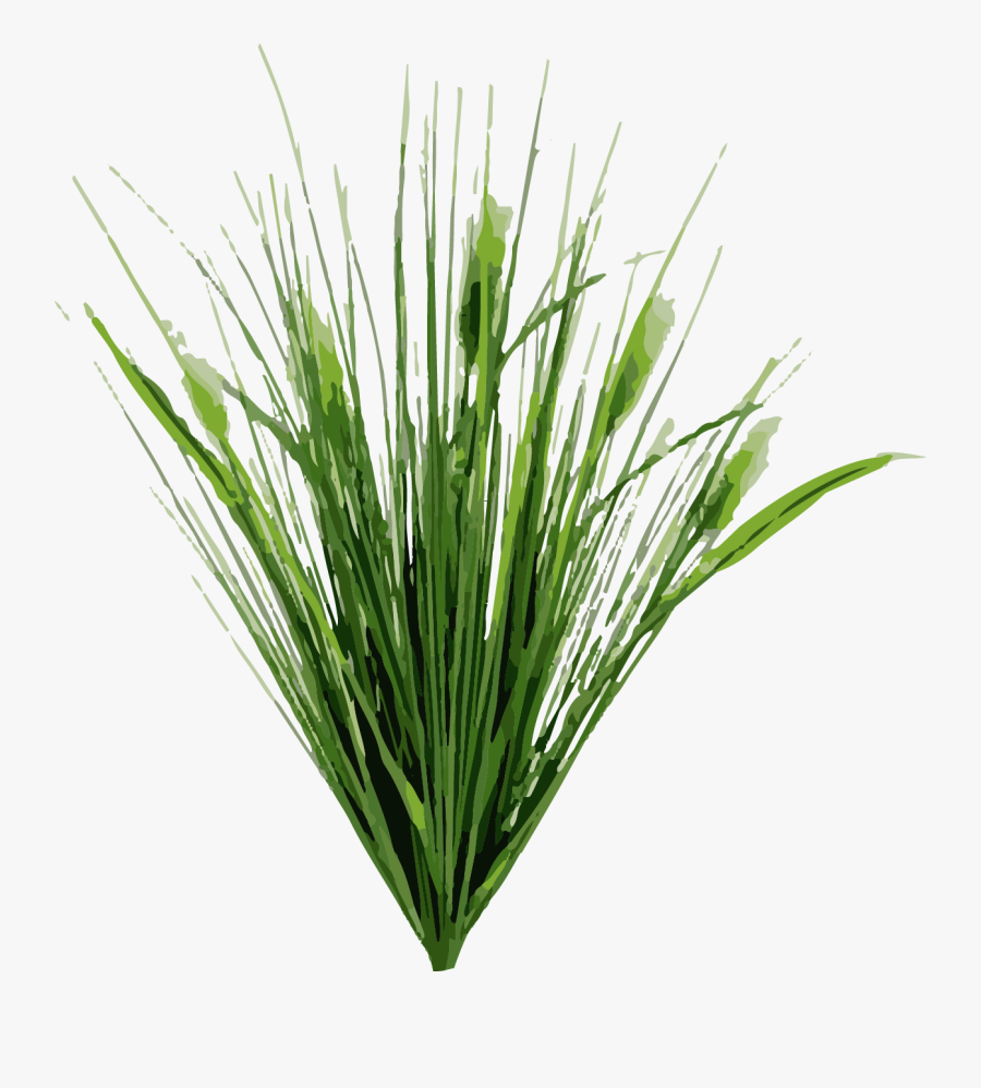 Dietes Typha Latifolia Cat Tail Pond Road Plant - Dietes Png, Transparent Clipart