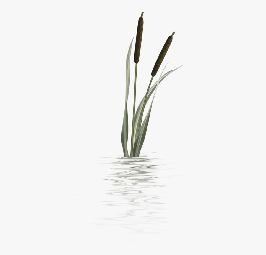 Bulrush Plants Plant Stem Flower Herbaceous Plant - Junco Planta Png, Transparent Clipart