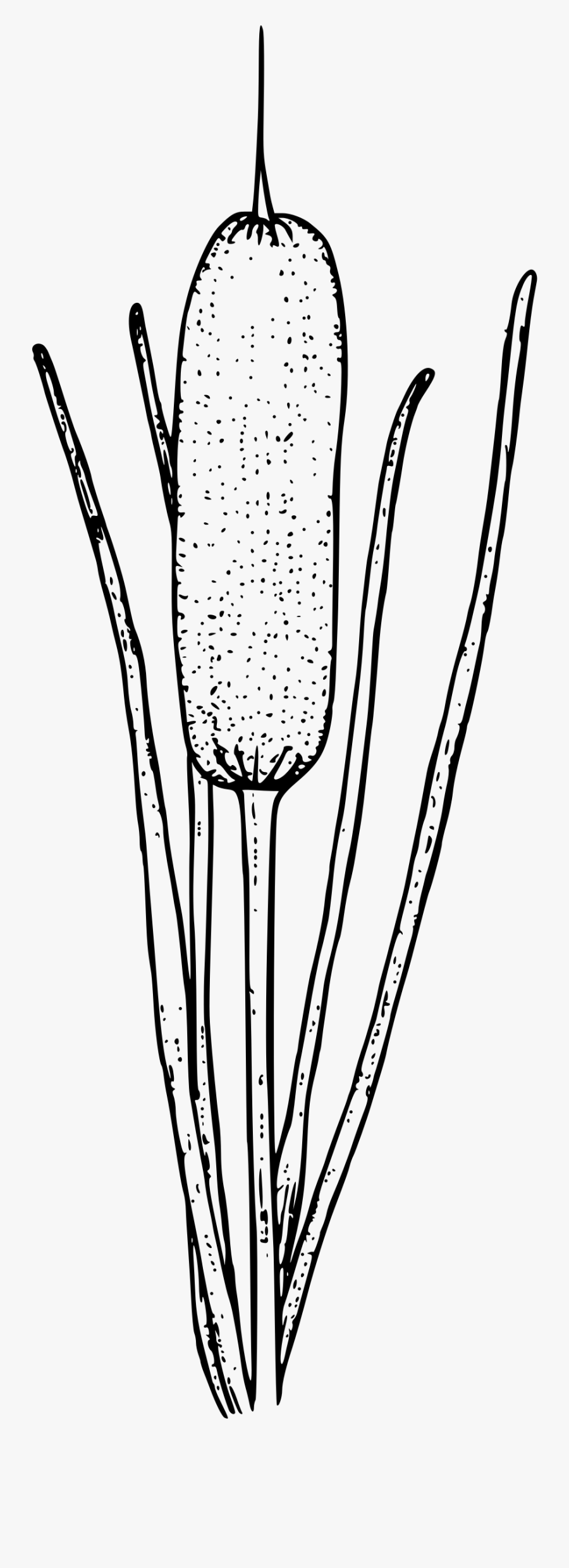 Common Cattail - Cat Tail Coloring Page, Transparent Clipart