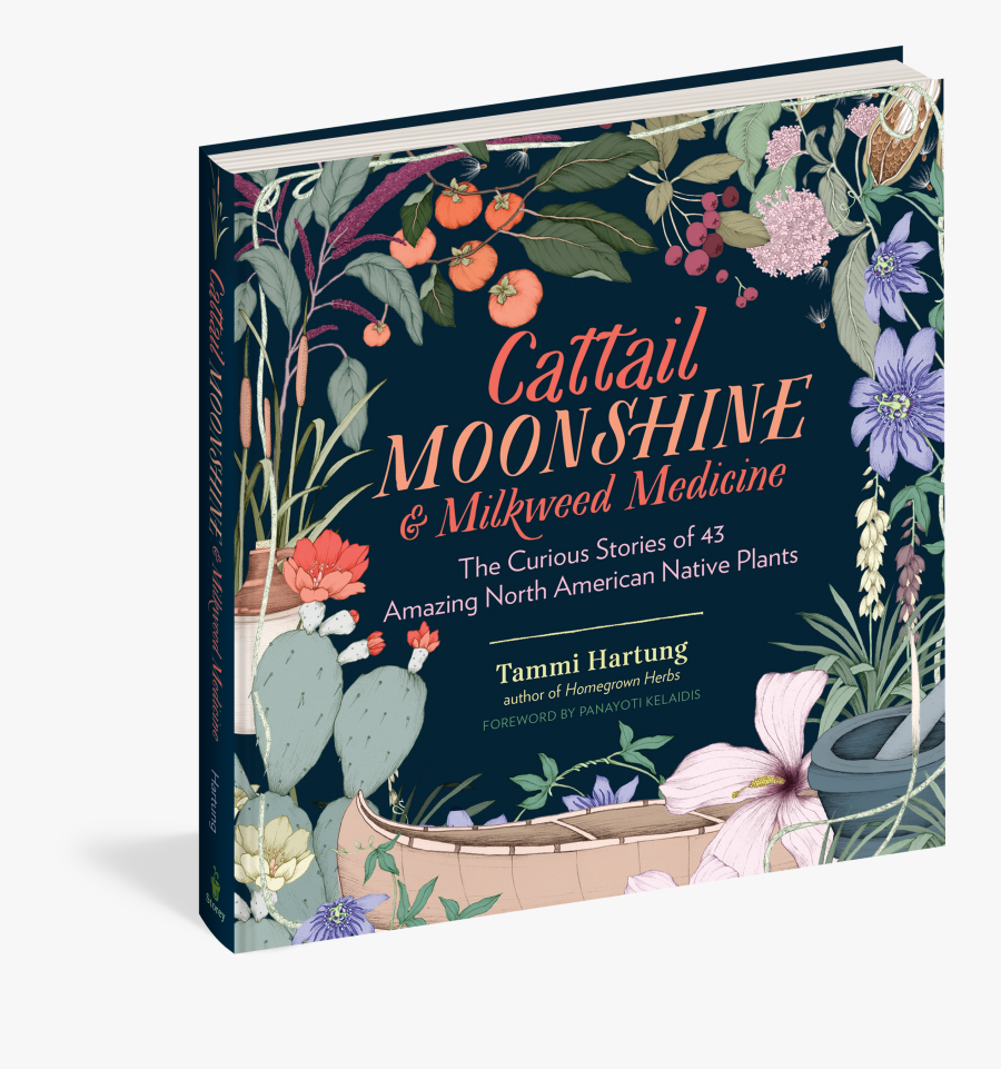 Transparent Cattail Clipart - Cattail Moonshine & Milkweed Medicine: The Curious, Transparent Clipart